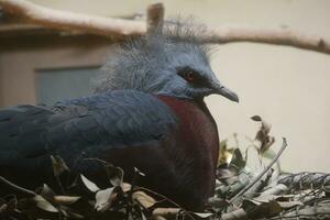 a bird with a red and black head photo