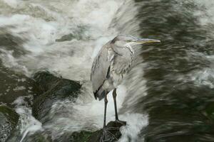 a bird standing on a rock in a river photo