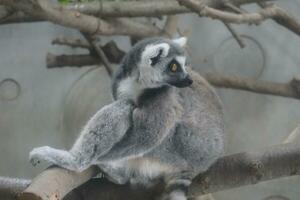 un lémur sentado en un rama en un zoo foto