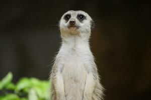 a meerkat stands on its hind legs photo