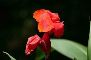 a red flower with a green stem in the sun photo