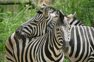 two zebras are standing together in a field photo