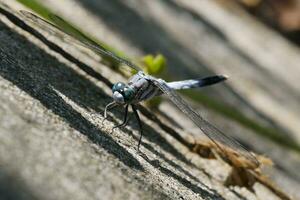 a dragonfly with blue eyes and a white body photo