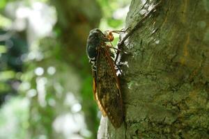 a cicada on a tree trunk in the woods photo