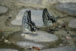 two butterflies are standing on a stone surface photo