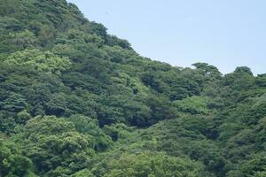 a large mountain with a lot of trees photo