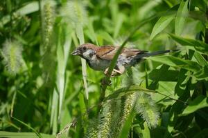 a small bird is sitting on a branch in the grass photo