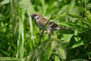 a small bird is sitting on a branch in the grass photo