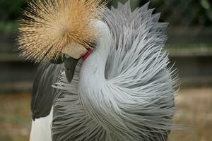 un pájaro con un largo plumoso cabeza y cuello foto