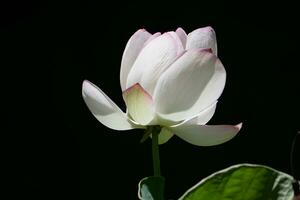 un blanco loto flor con un oscuro antecedentes foto