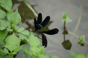 two black and green dragonflies on a leaf photo