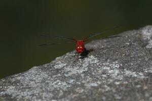 a red insect with black wings sitting on a rock photo