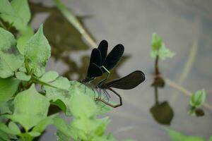 two black and green dragonflies on a leaf photo