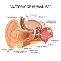 anatomía de el humano oreja. el interno estructura de el orejas, el Organo de escuchando vector ilustración. humano sonido sensorial órganos medicina infografía