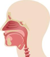 longitudinal sección de el diagrama de el anatomía de el humano nariz vector