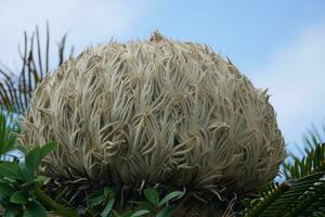 a large ball of grass photo