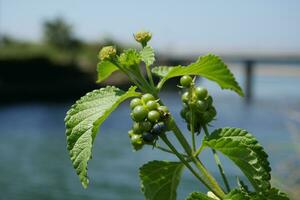 a plant with green berries on it near a body of water photo