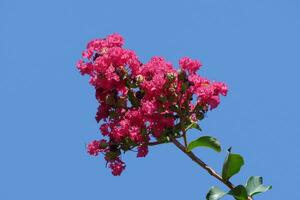 a pink flower with green leaves against a blue sky photo