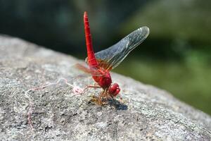 a red dragonfly with a red string around its neck photo