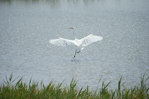 a white bird with a long beak is flying over water photo
