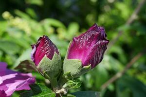 un púrpura flor brote es creciente en un verde vástago foto