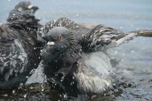 two birds are splashing in the water photo