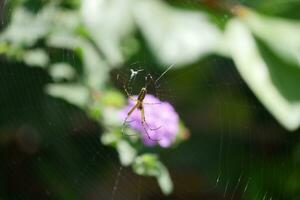 un araña en un planta con púrpura flores foto