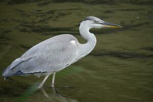 a bird standing in water photo