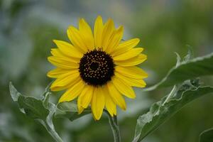 a sunflower with a black center is in the middle of a green field photo