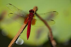 a red dragonfly sits on a stick photo