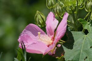 pale pink flower head against green background photo