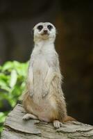 a meerkat is standing on a log photo