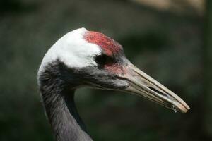 a close up of a bird with a red head photo