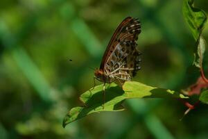 un mariposa es sentado en un hoja foto