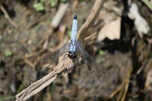 a blue dragonfly on a branch in the woods photo