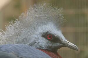 un pájaro con un largo plumoso cabeza y un rojo ojo foto