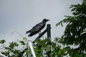 a black bird sitting on top of a pole photo