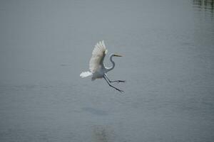 a white bird flying over a body of water photo