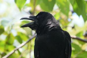 a black bird with a long beak photo