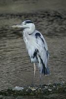 a bird standing on a rock in the water photo