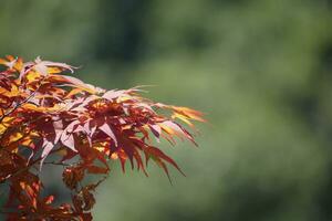 a red and orange tree with leaves photo