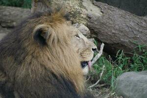 un león es sentado abajo foto