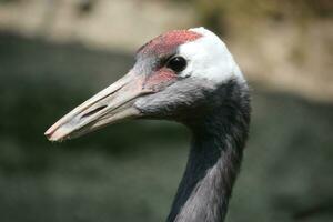 a close up of a bird with a long neck photo