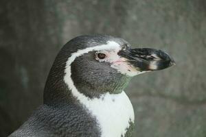 un pingüino con un negro y blanco cabeza foto