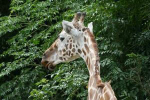 a giraffe standing in front of some trees photo