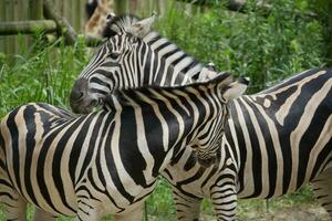 two zebras are standing next to each other photo