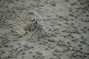 a crab on the sand photo