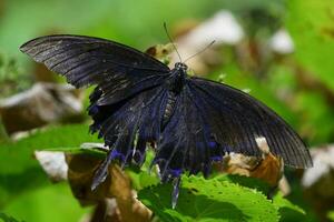 un negro mariposa con azul alas sentado en un hoja foto