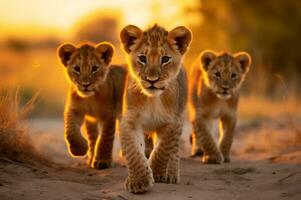 Lion cubs in the African savannah during the golden hour of the day. AI generated photo