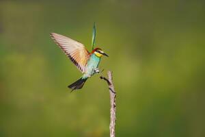 one colorful bee-eater Merops apiaster landing on a branch photo
